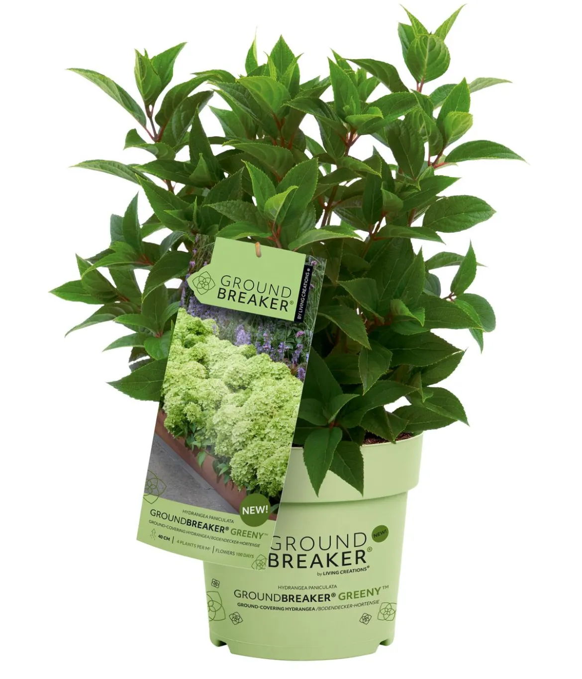 Bodendecker-Rispen-Hortensie Groundbreaker® 'Greeny' ™, 4er-Set