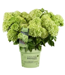 Bodendecker-Rispen-Hortensie Groundbreaker® 'Greeny' ™, 4er-Set