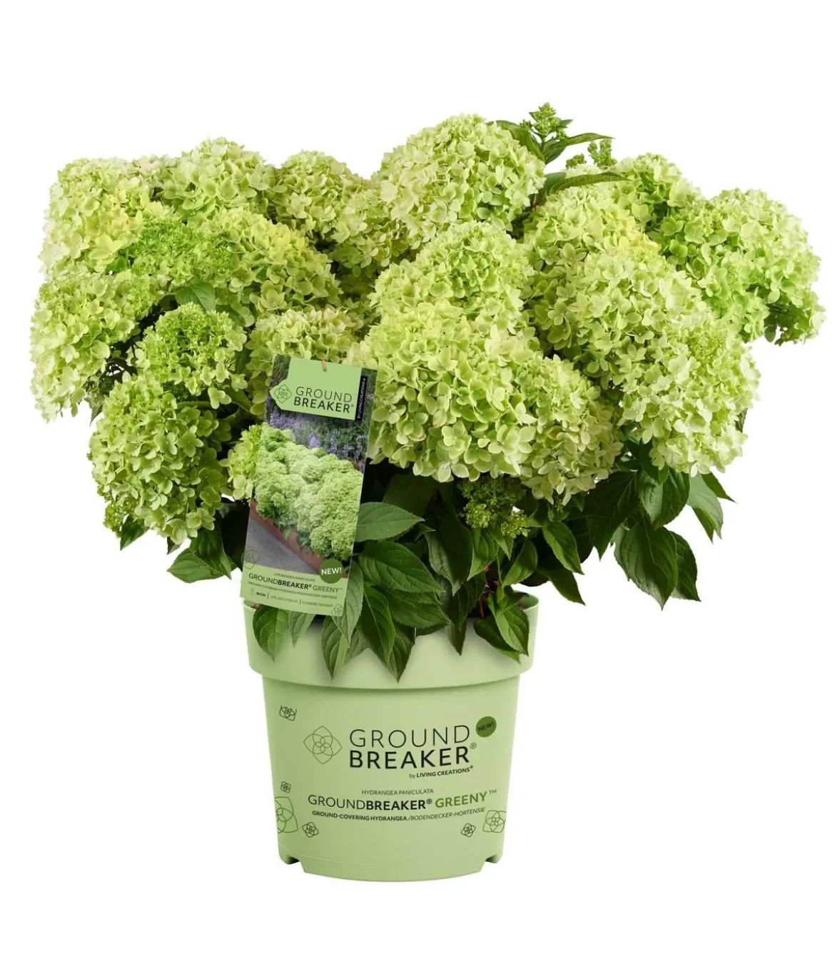 Bodendecker-Rispen-Hortensie Groundbreaker® 'Greeny' ™, 4er-Set