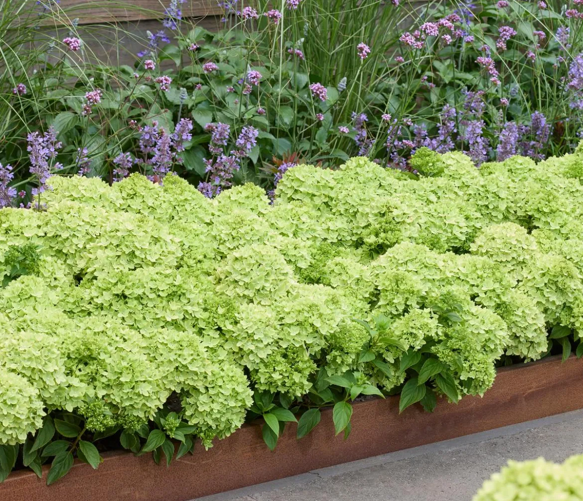 Bodendecker-Rispen-Hortensie Groundbreaker® 'Greeny' ™, 4er-Set