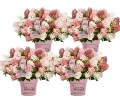 Bodendecker-Rispen-Hortensie Groundbreaker® 'Blush' ™, 4er-Set