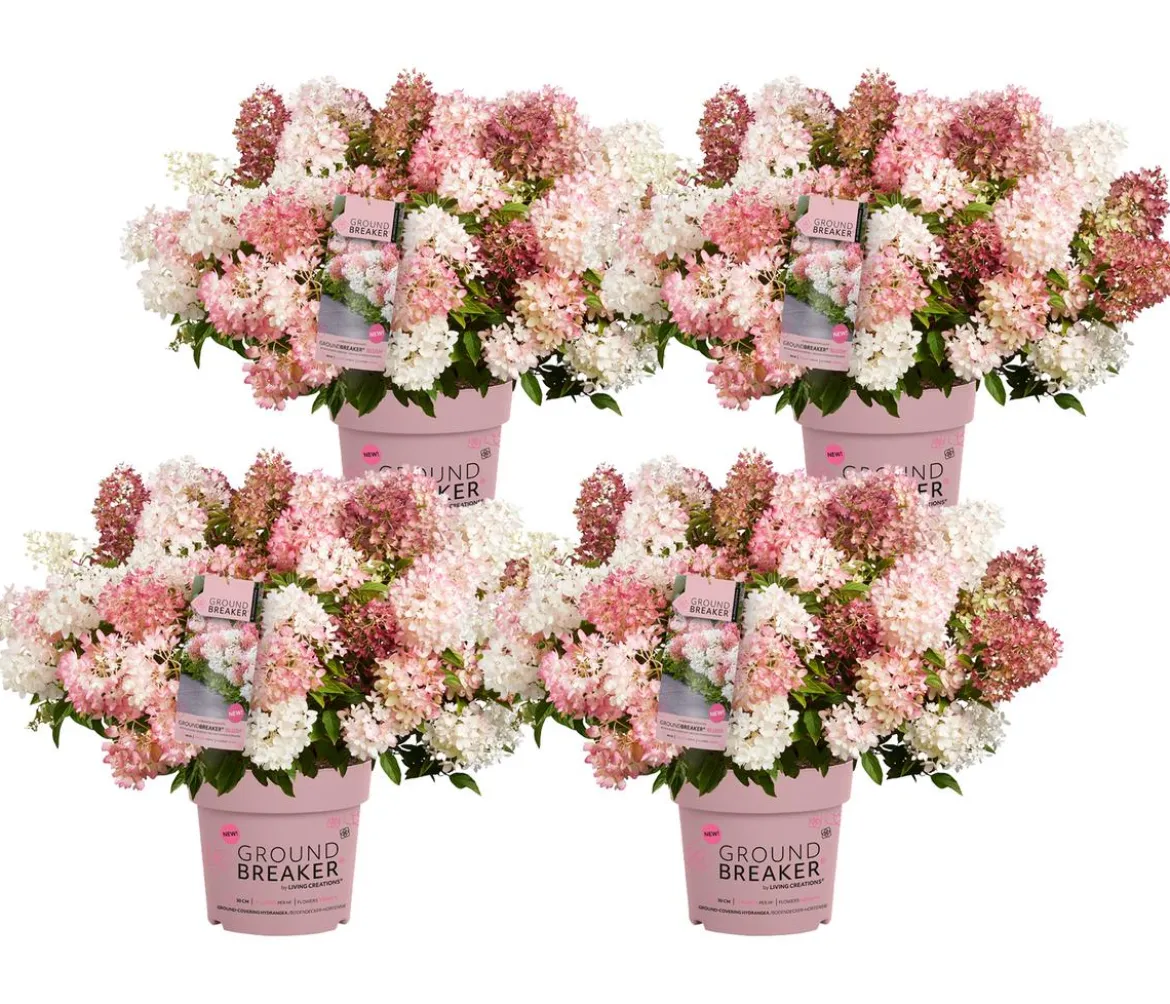 Bodendecker-Rispen-Hortensie Groundbreaker® 'Blush' ™, 4er-Set