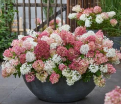Bodendecker-Rispen-Hortensie Groundbreaker® 'Blush' ™, 4er-Set