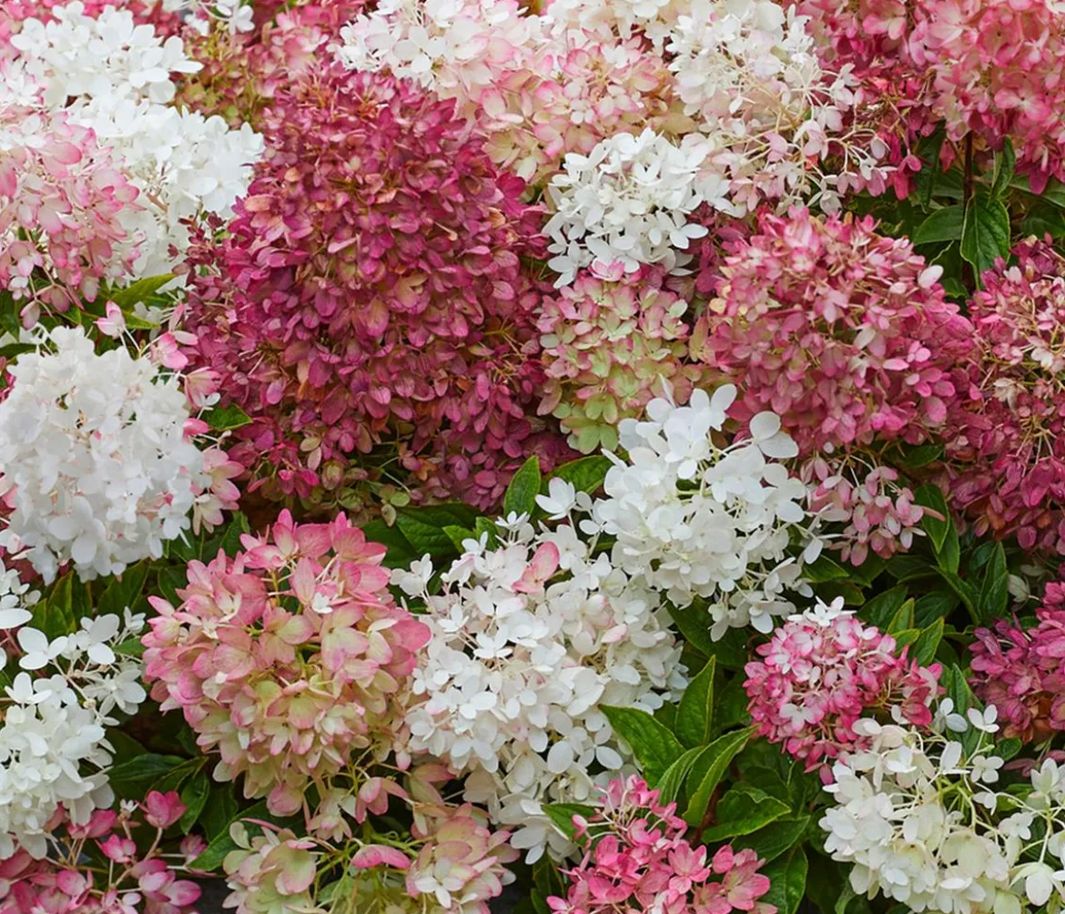 Bodendecker-Rispen-Hortensie Groundbreaker® 'Blush' ™, 4er-Set