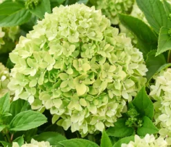 Bodendecker-Rispen-Hortensie Groundbreaker® 'Greeny' ™