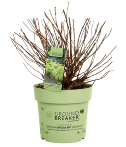 Bodendecker-Rispen-Hortensie Groundbreaker® 'Greeny' ™