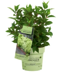 Bodendecker-Rispen-Hortensie Groundbreaker® 'Greeny' ™