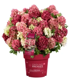 Bodendecker-Rispen-Hortensie Groundbreaker® 'Ruby' ™