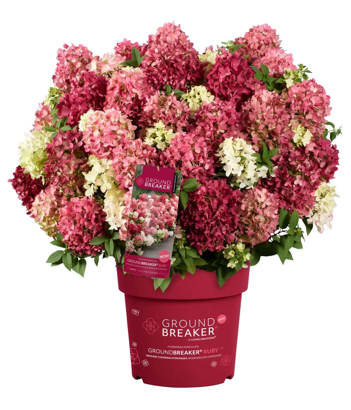 Bodendecker-Rispen-Hortensie Groundbreaker® 'Ruby' ™