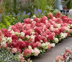 Bodendecker-Rispen-Hortensie Groundbreaker® 'Ruby' ™