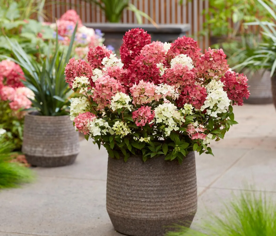 Bodendecker-Rispen-Hortensie Groundbreaker® 'Ruby' ™