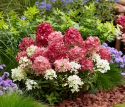 Bodendecker-Rispen-Hortensie Groundbreaker® 'Ruby' ™