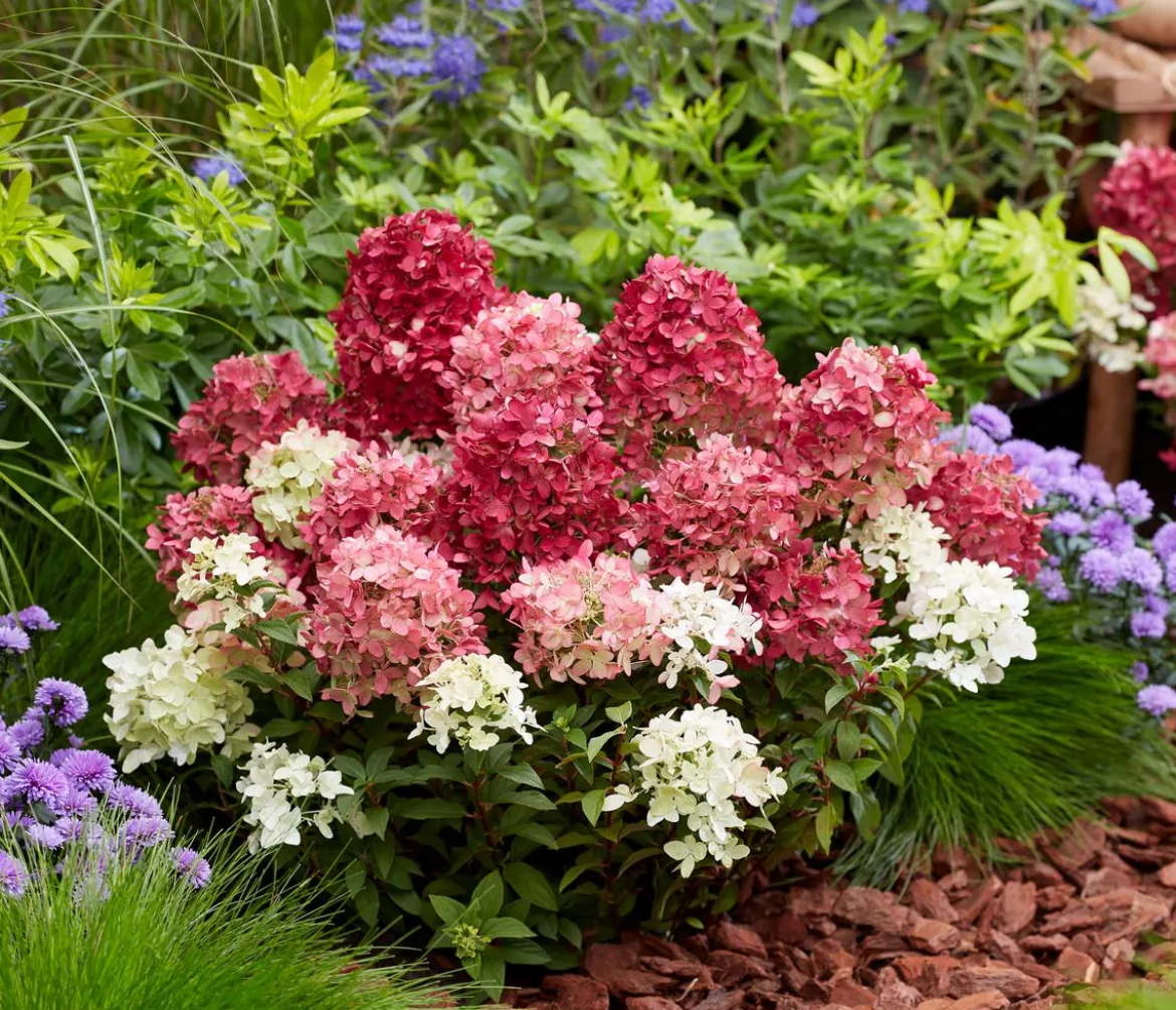 Bodendecker-Rispen-Hortensie Groundbreaker® 'Ruby' ™