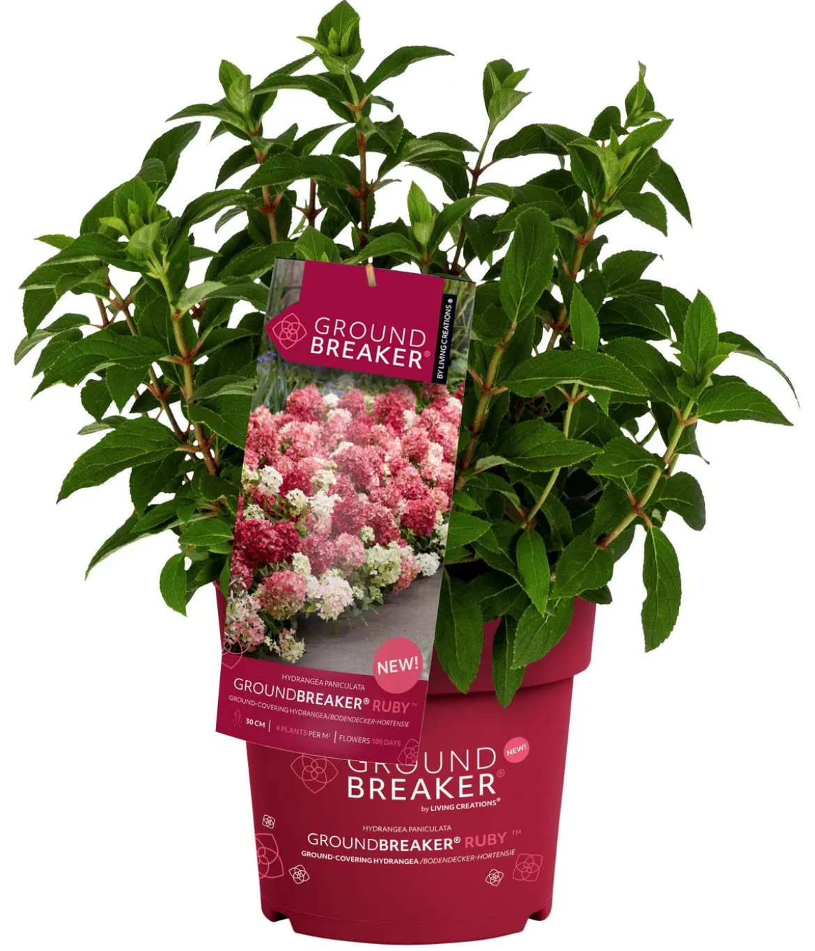 Bodendecker-Rispen-Hortensie Groundbreaker® 'Ruby' ™