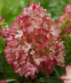 Bodendecker-Rispen-Hortensie Groundbreaker® 'Blush' ™