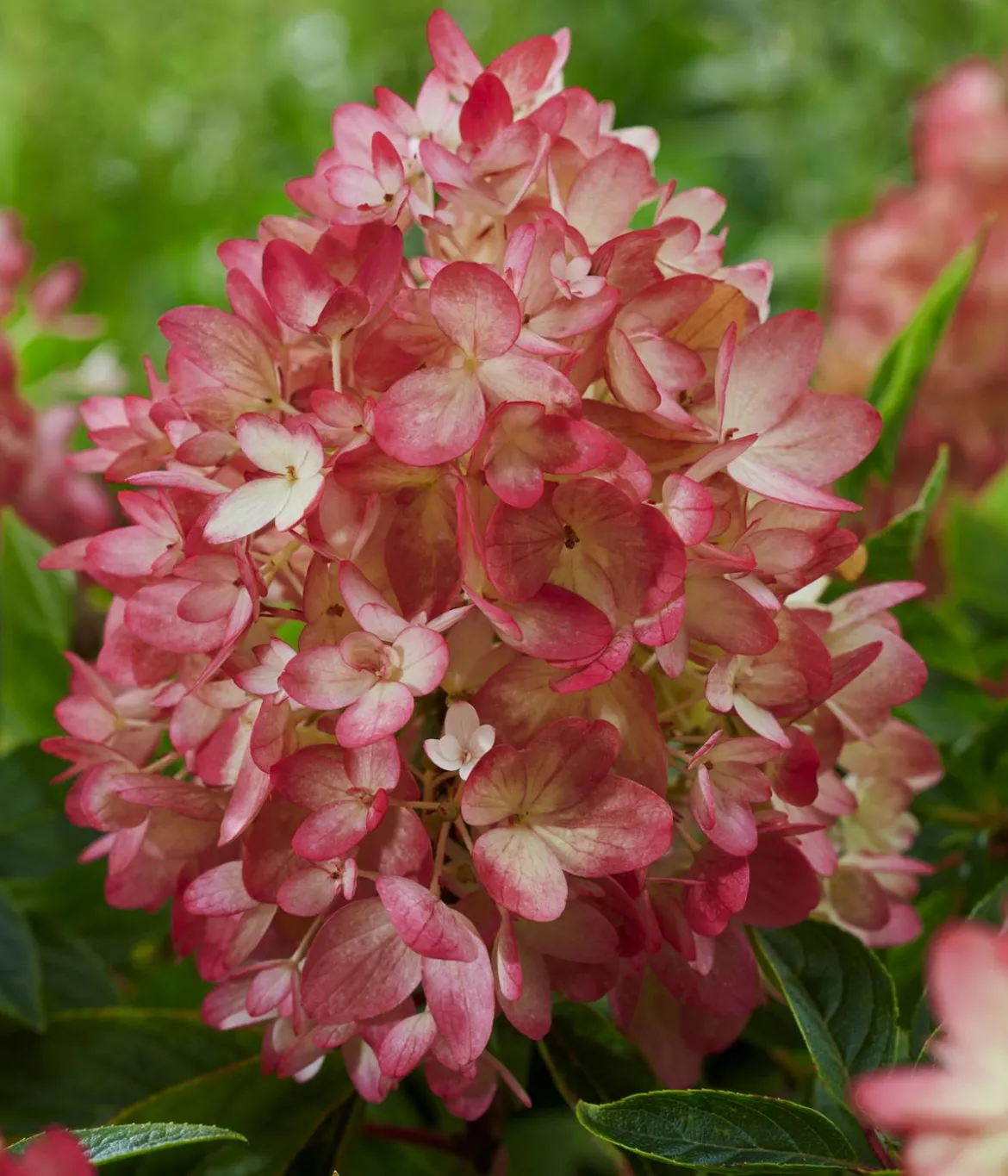 Bodendecker-Rispen-Hortensie Groundbreaker® 'Blush' ™