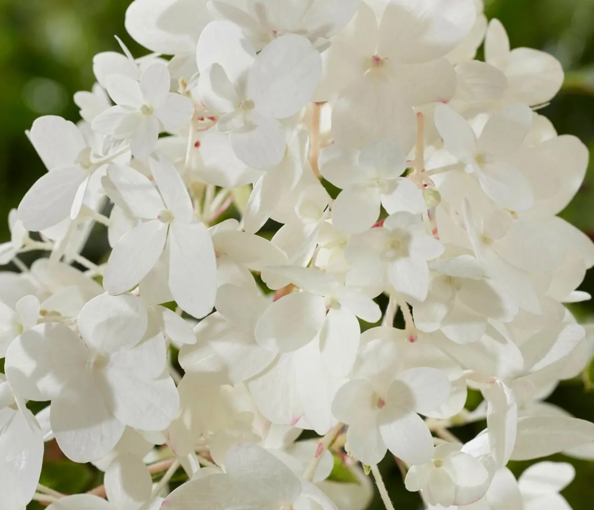 Bodendecker-Rispen-Hortensie Groundbreaker® 'Blush' ™