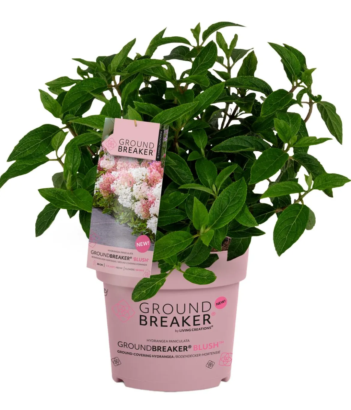 Bodendecker-Rispen-Hortensie Groundbreaker® 'Blush' ™