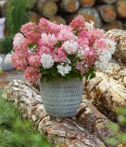 Bodendecker-Rispen-Hortensie Groundbreaker® 'Blush' ™