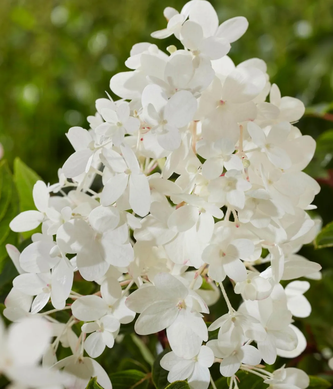 Bodendecker-Rispen-Hortensie Groundbreaker® 'Blush' ™