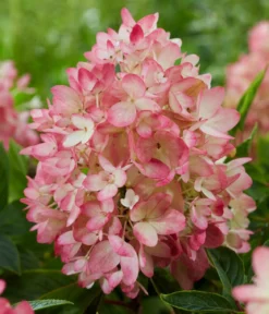 Bodendecker-Rispen-Hortensie Groundbreaker® 'Blush' ™