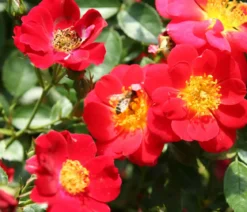 Bodendeckerrose 'Bienenweide®', rot