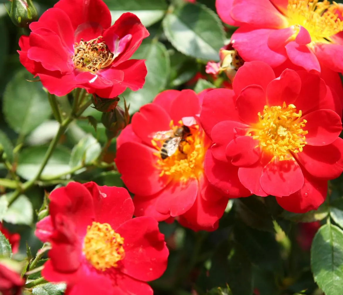 Bodendeckerrose 'Bienenweide®', rot