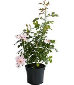 Bodendeckerrose 'Cityflor®', verschiedene Farben