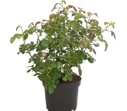 Bodendeckerrose 'Cityflor®', verschiedene Farben