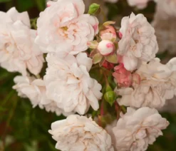 Bodendeckerrose 'Crystal Fairy®'