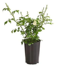 Bodendeckerrose 'Crystal Fairy®'