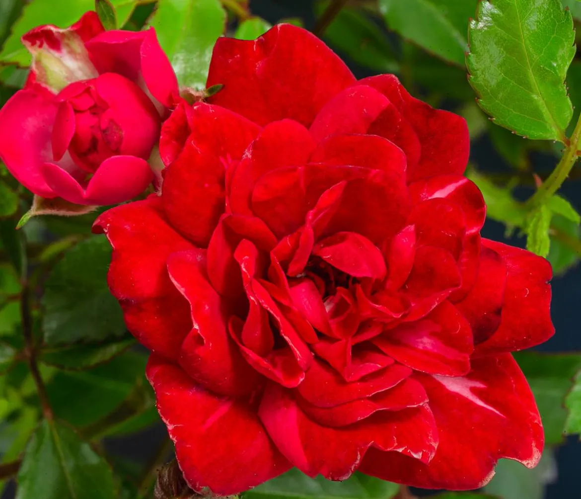 Bodendeckerrose 'Fairy King®', rot