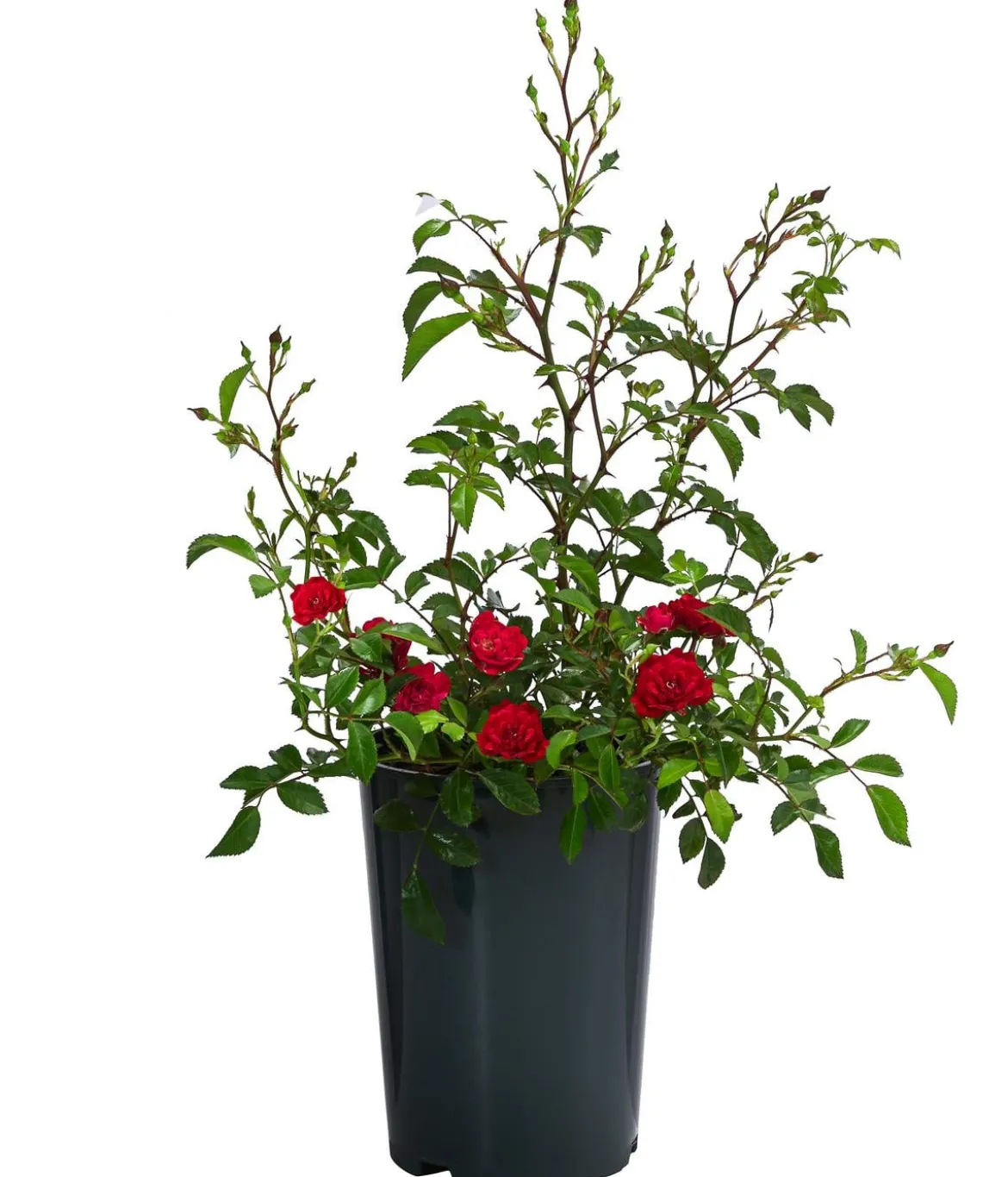 Bodendeckerrose 'Fairy King®', rot