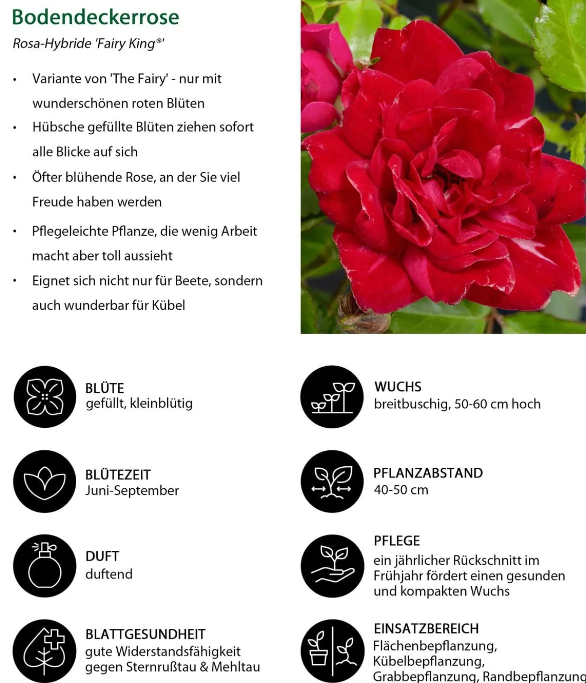 Bodendeckerrose 'Fairy King®', rot