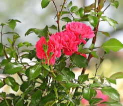 Bodendeckerrose 'Lovely Fairy®'