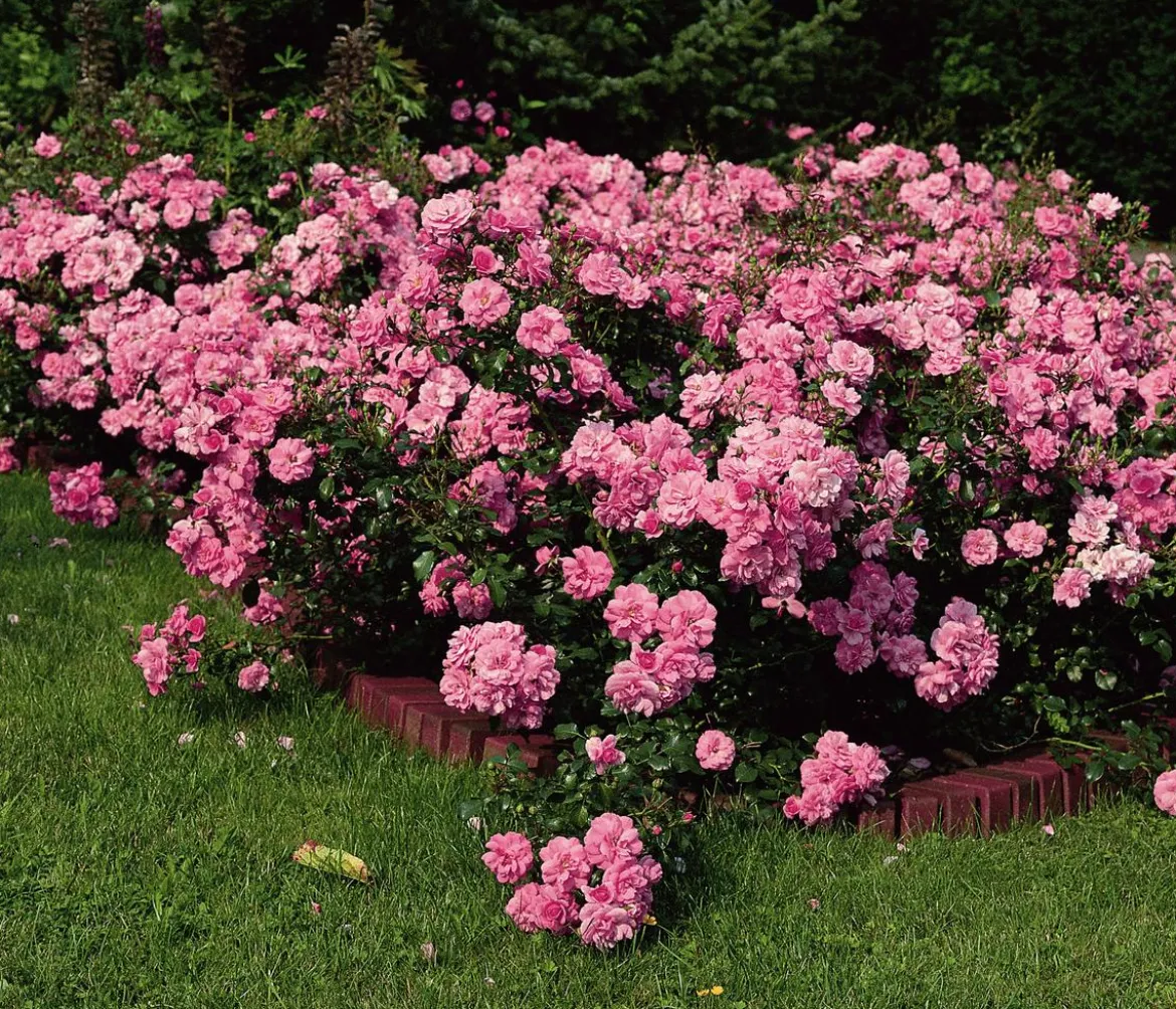 Bodendeckerrose 'Mirato®'