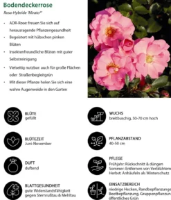 Bodendeckerrose 'Mirato®'