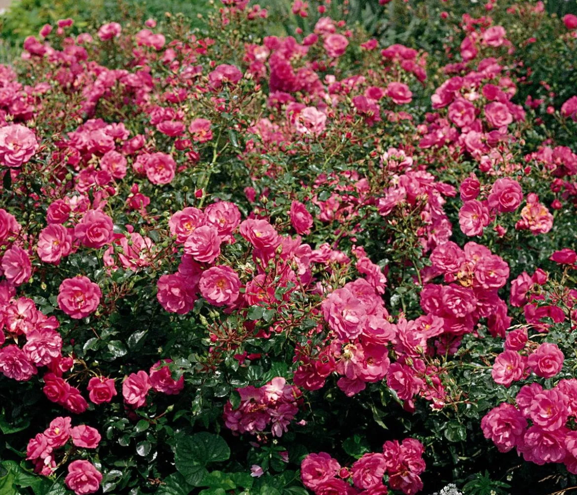 Bodendeckerrose 'Mirato®'