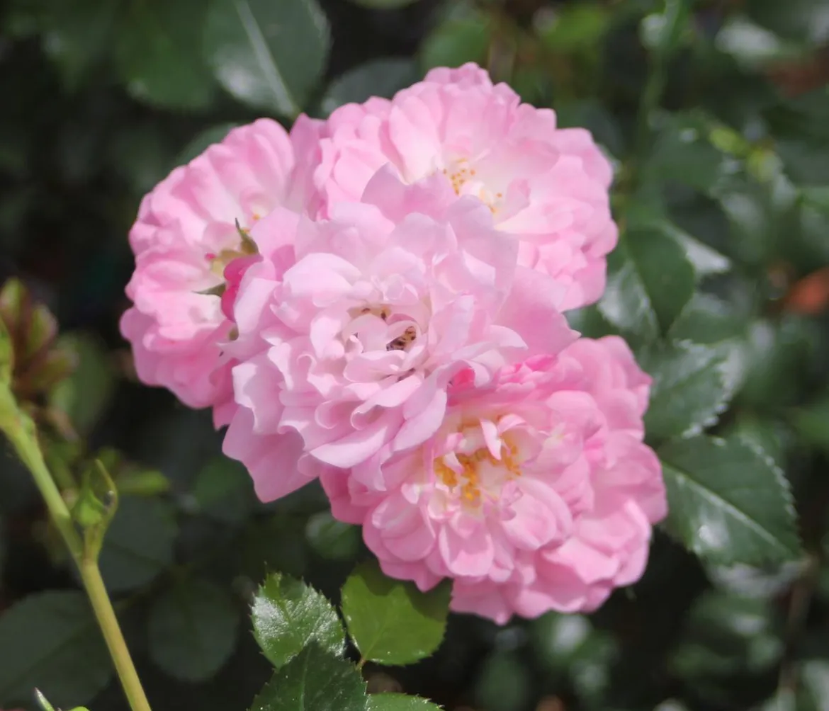 Bodendeckerrose 'Satina®'