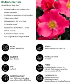 Bodendeckerrose 'Stadt Rom®'