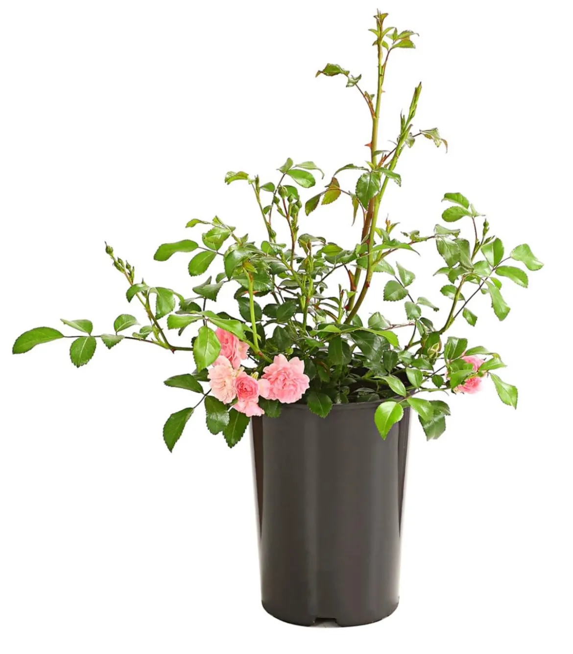 Bodendeckerrose 'The Fairy®', rosa