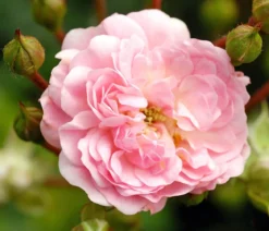 Bodendeckerrose 'The Fairy®', rosa
