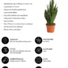 Bogenhanf - Sansevieria 'Black Coral'
