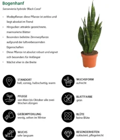 Bogenhanf - Sansevieria 'Black Coral'