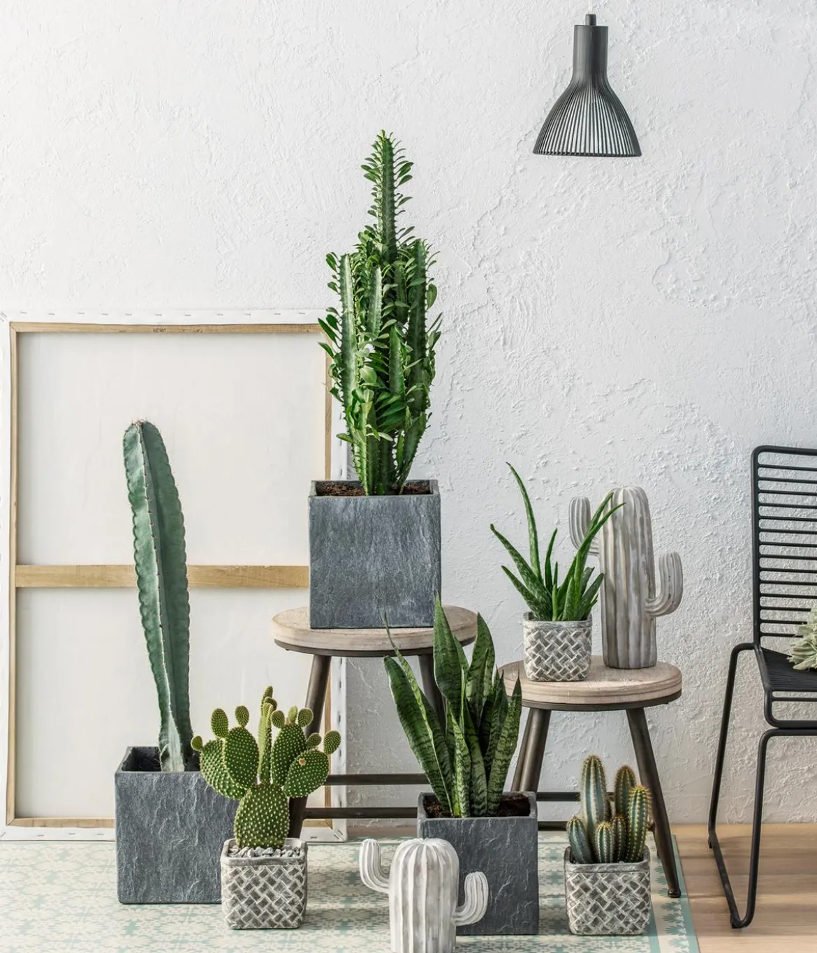 Bogenhanf - Sansevieria 'Black Coral'