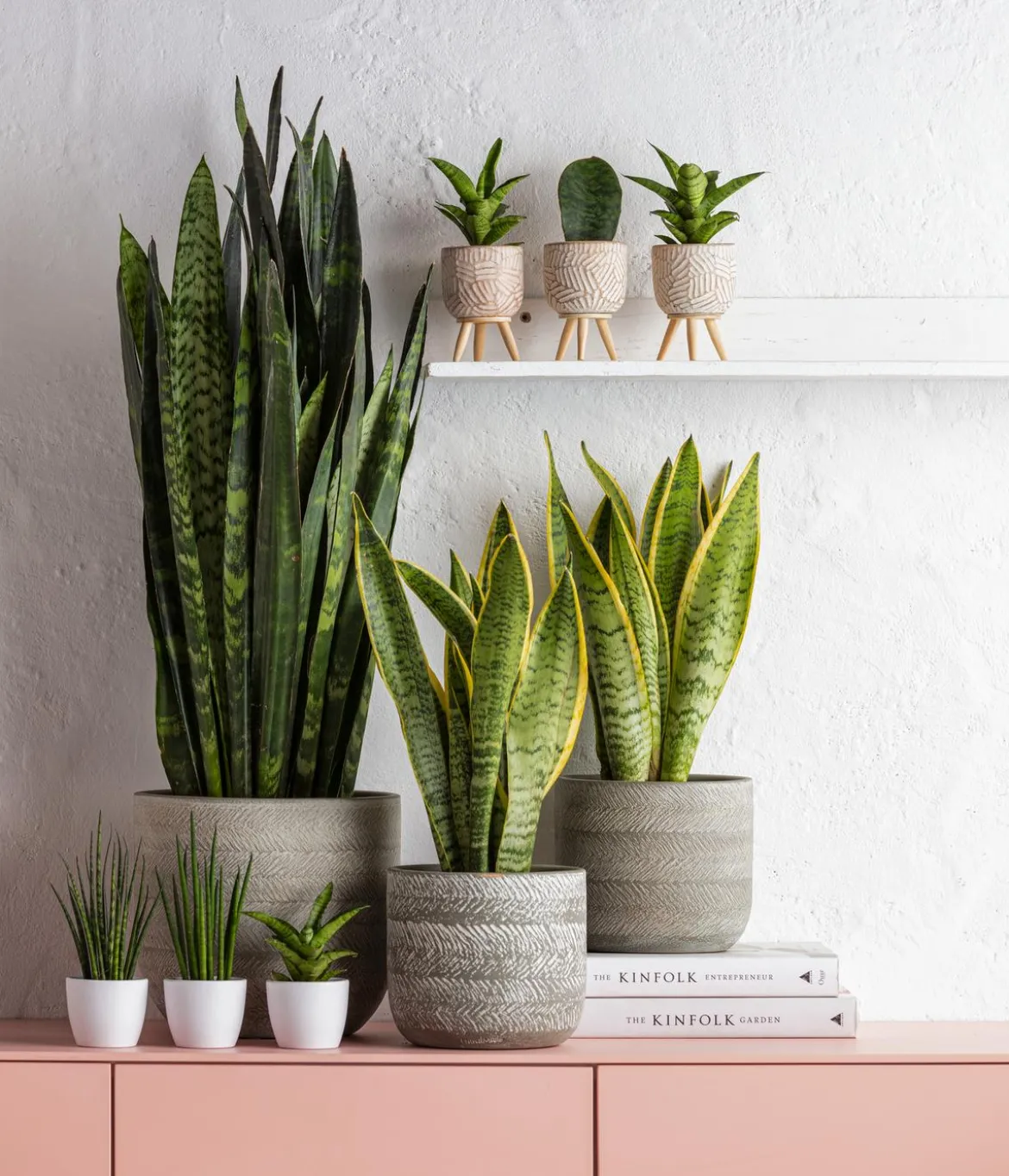 Bogenhanf - Sansevieria 'Black Coral'