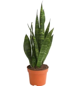 Bogenhanf - Sansevieria 'Black Coral'