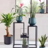 Bogenhanf - Sansevieria cylindrica 'Mikado'