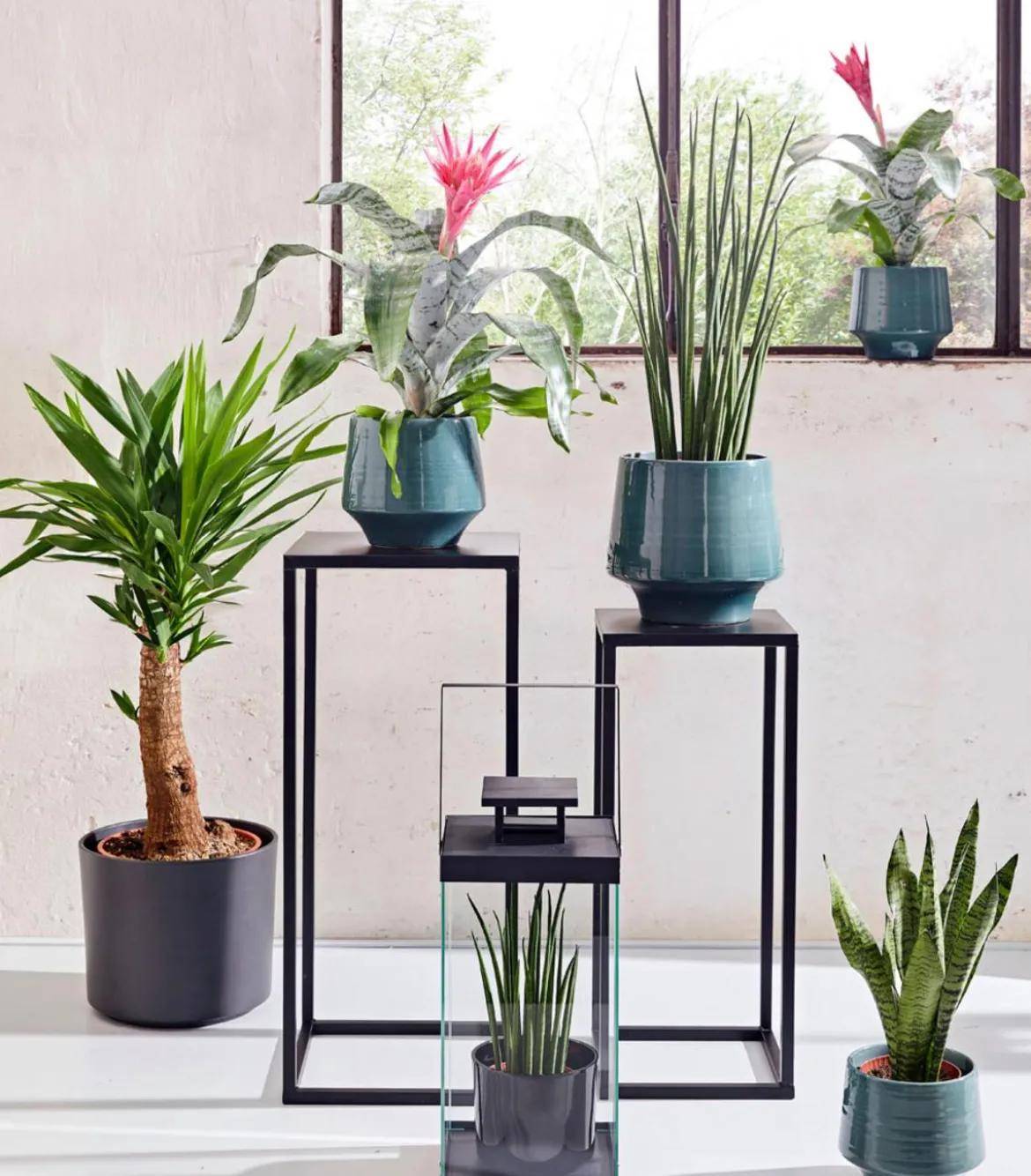 Bogenhanf - Sansevieria cylindrica 'Mikado'