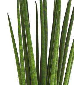 Bogenhanf - Sansevieria cylindrica 'Mikado'